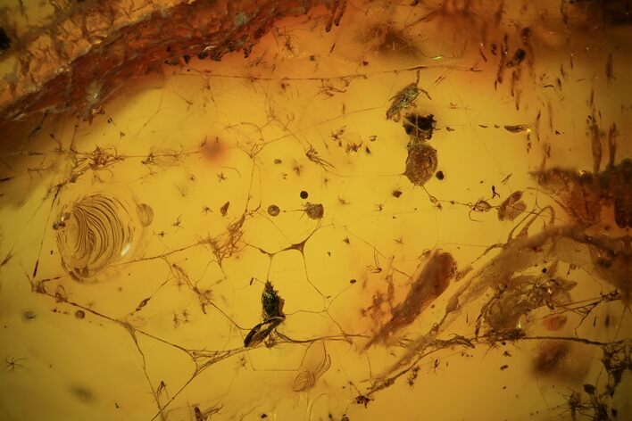 Fossil Spider Web In Baltic Amber - Rare! #94052